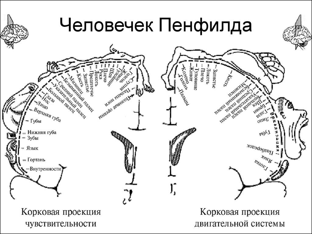 Тема подробно и интересно затронута Сергеем Вячеславовичем Савельевым в радиопередачах &laquo;Вынос мозга&raquo;, посвящённых соматической чувствительности.