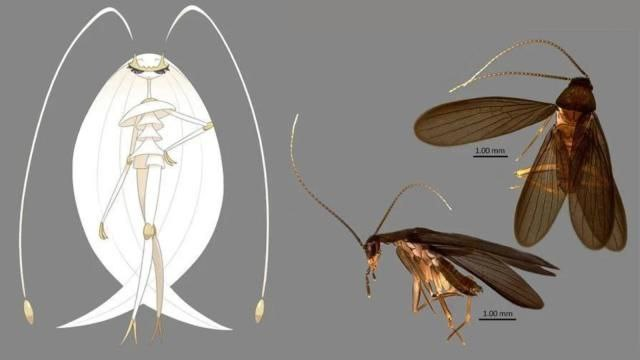 Покемон и насекомое, названное в его честь. Источник: The Straits Times
