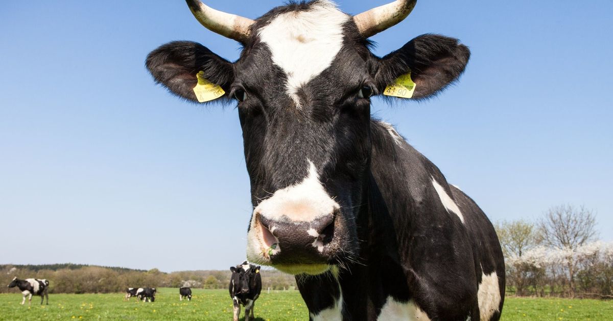 Популяризатор молочной продукции dairy max научит игроков complexity gaming правильно питаться